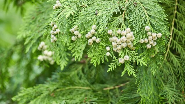 Chamaecyparis lawsoniana, known as Port Orford cedar or Lawson cypress, is conifer in genus Chamaecyparis, family Cupressaceae. It is native to Oregon and northwestern California.