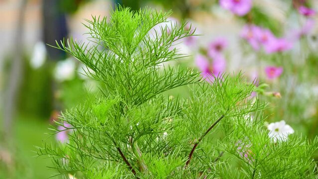 Eupatorium capillifolium, or dogfennel (dog fennel), is North American perennial herbaceous plant in family Asteraceae, native to eastern and south-central United States.