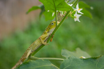 Close up of Green-venced Lizard (Calotes versicolor) in the park with natural background
