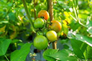 green tomato on a tree