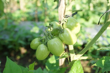 green tomato on a tree