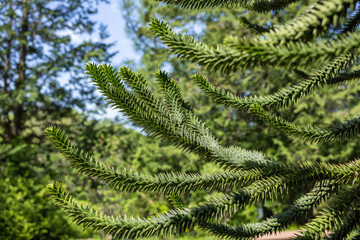 Monkey puzzle tree branch with many thorns.