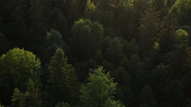 Mountain forest landscape aerial flight in amazing warm sunset light. Cinematic drone shot of coniferous green trees cover wild hills. Nature background. Travel, outdoor tourism, active vacation