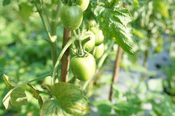 green tomato on a tree