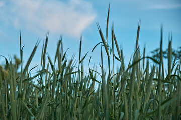 Young green sprouts of wheat on the background of the sky in a spring field. Agriculture scene.