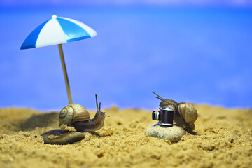 snails on the beach. photo session on the seashore. conceptual macro photo on the theme of vacation