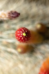 Cleistocactus baumannii bud, top view, isolated