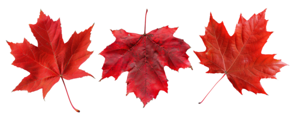 Three vibrant red maple leaves isolated on a white background, showcasing the natural beauty of autumn foliage and the iconic symbol of Canada.