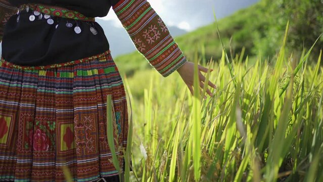 A farmer woman with fresh paddy rice terraces, green agricultural fields in countryside or rural area of Mu Cang Chai, mountain hills valley in Asia, Vietnam. Nature landscape. People lifestyle.