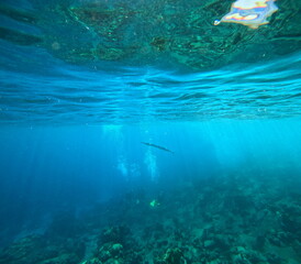 barracuda and divers in the distance, undersea photo in guadeloupe. Caribbean sea water and snorkeling photo
