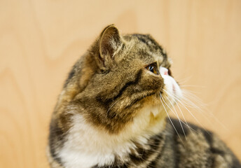 Exotic Shorthair Katze im Profil