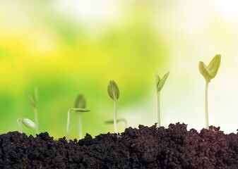 Young plant out of soil on nature background