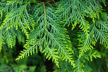 Young leaves of the forest Oriental arborvitae.