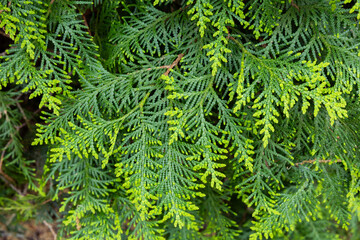 Young leaves of the forest Oriental arborvitae.