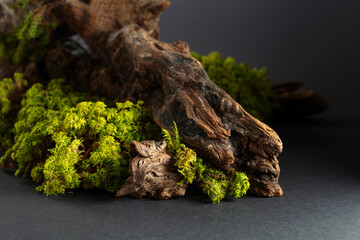 Abstract north nature scene with a composition of lichen, moss, and old snags.