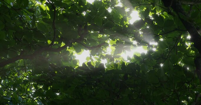 Sun rays break through foliage of green tree next to ocean beach, salt in air.