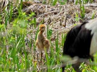 Eastern Hokkaido red-crowned crane chick
