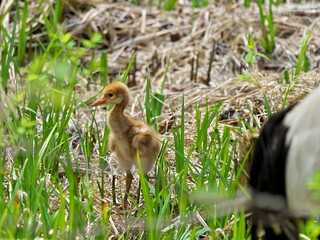 Eastern Hokkaido red-crowned crane chick