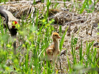 Eastern Hokkaido red-crowned crane chick