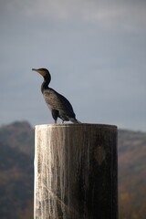 Cormoran