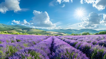 Obraz premium A panoramic view of lavender fields in full bloom, with rows upon rows stretching to the horizon under a bright blue sky. 