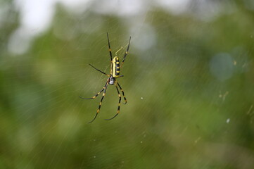 spider 