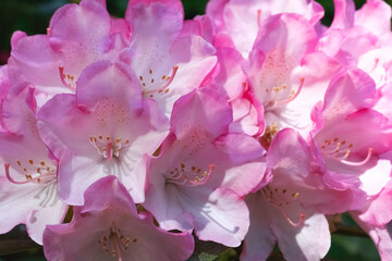 Nature background with pink azaleas