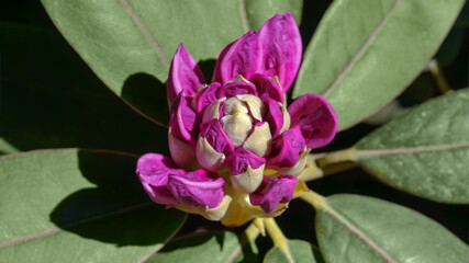 Bud of pink azalea. Flowers background