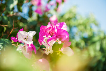 Fototapeta premium Beautiful summer nature background with bunch of bright bougainvillea flowers