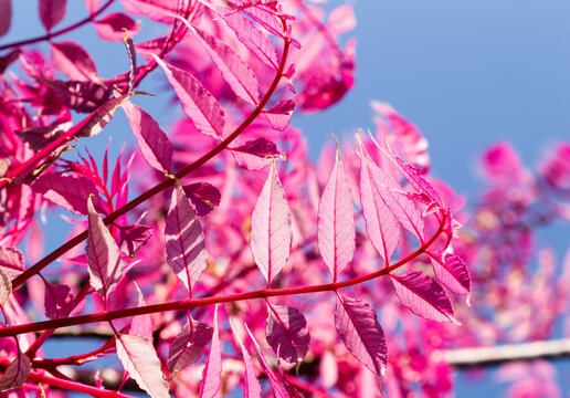 Magnifique feuillage lumineux printanier rose magenta du Toona sinensis, aussi appel&eacute; C&eacute;dr&egrave;le de Chine ou Acajou de Chine pour arri&egrave;re-plan
