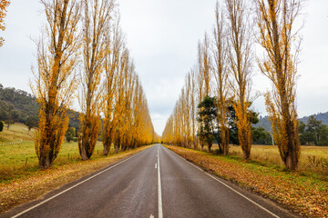 Obraz premium Gould Memorial Drive in Marysville in Australia