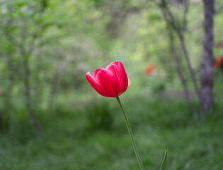 Obraz premium Red tiulip in spring with natural green background