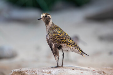 Eastern Golden Plover