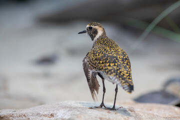 Eastern Golden Plover