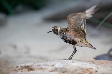 Eastern Golden Plover