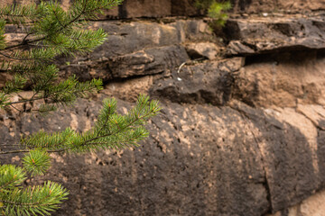 Close up of a pine tree branch, in the rugged rocky background. Natural rocks, cliffed , rocky...