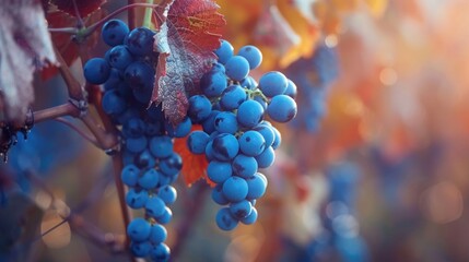 Close-up of ripe blue grapes on vine in sunlight.