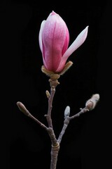 Fototapeta premium Magnolia flower in bloom with bud on a black background.