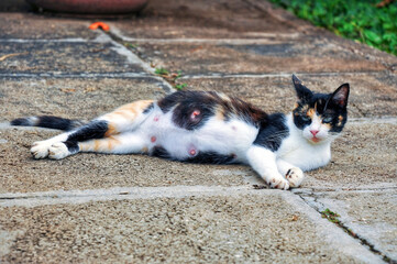 Pregnant cat sprawled on the ground