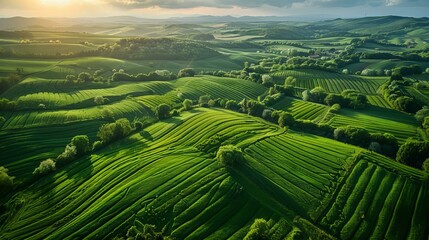 Fototapeta premium An aerial view of rolling green fields with meticulously arranged rows of crops. The landscape is interspersed with patches of forest, nature under the warm sunlight