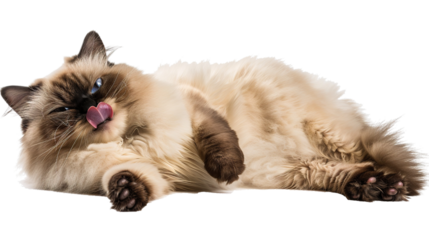 Fluffy Persian cat smiling sweetly on a transparent background