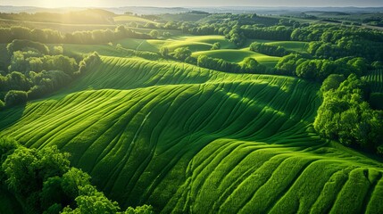 An aerial view of rolling green fields with meticulously arranged rows of crops. The landscape is...