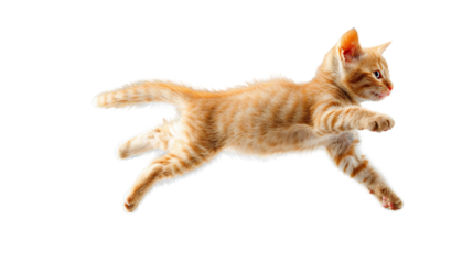Orange kitten jumping playfully on a transparent background