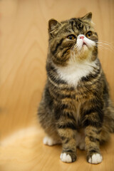 Portr&auml;t einer getigerten Exotik Kurzhaar Katze