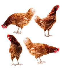 Chicken, Full body of brown chicken hen standing isolated transparent background, Laying hens...