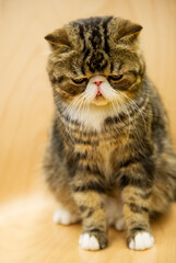 Porträt einer getigerten Exotik Kurzhaar Katze