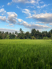 Naklejka premium Green rice field at sunny morning