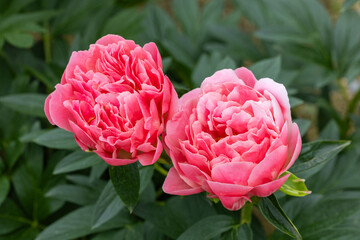 Beautiful and pretty red peonies blooming in the garden.