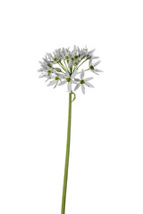 Allium ursinum