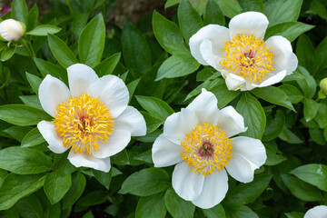 Obraz premium Beautiful and pretty white peonies blooming in the garden.